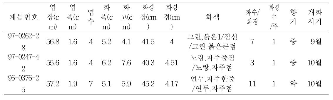 ‘13 동양 심비디움 종간교잡종 선발계통 특성조사