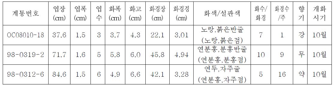 ‘15 동양 심비디움 종간교잡종 선발계통 특성조사