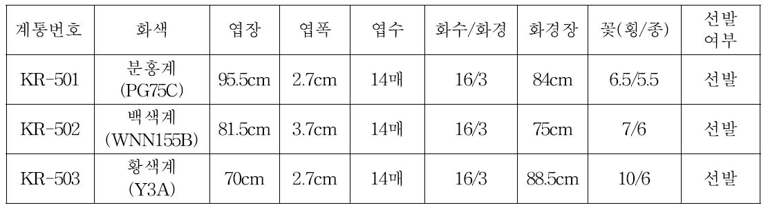 ‘11년 선발계통 생육 및 개화 특성