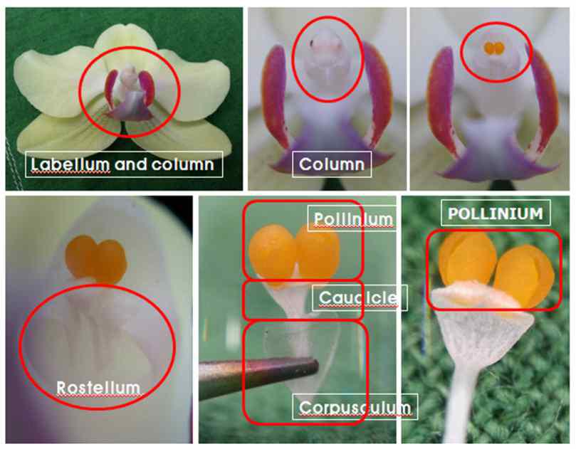 Morphology of Phalaenopsis flower