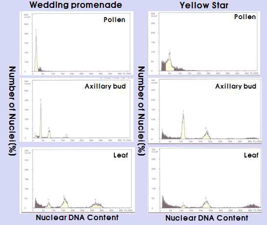 The Nuclear DNA content and number of nuclei in different organs of Dtps. Wedding Promenade and P. Yellow Star.