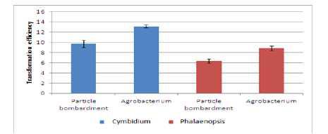 심비디움과 팔레놉시스에서 아그로박테리움과 유전자총 형질전환 효율 비교
