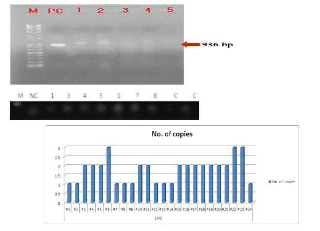 노화지연 형질전환 심비디움의 PCR, RT-PCR 및 real time PCR 분석