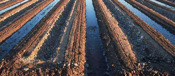 Photo of level furrow irrigation on row crops. Yuma, Az.