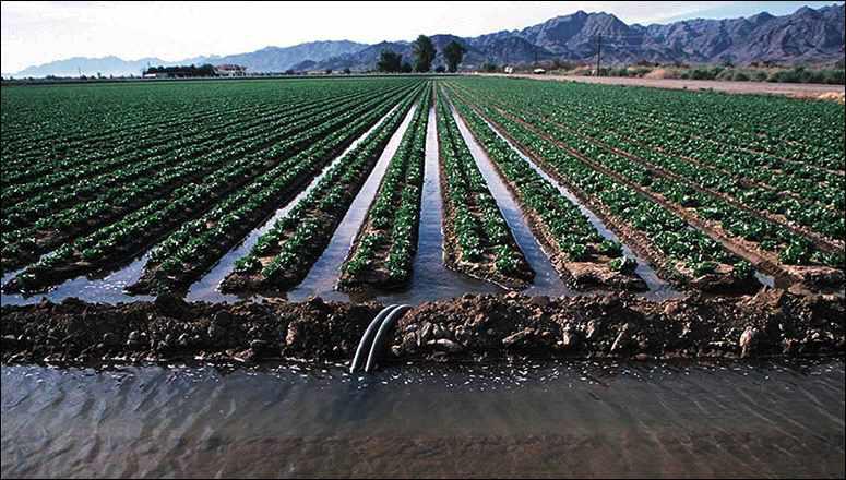 Curbing use of inefficient furrow irrigation systems on crops like Romaine lettuce is but one way of reducing water usage on California farms. (Photo courtesy of the Pacific Institute.)