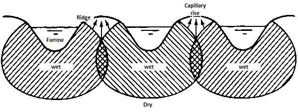 Ideal wetting pattern. In an ideal situation adjacent wetting patterns overlap each other, and there is an upward movement of water (capillary rise) that wets the entire ridge