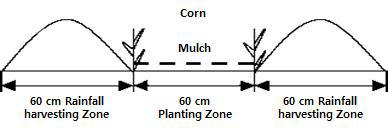 Schematic diagram showing PRFRHA plastic-covered ridge and furrow rainfall harvesting) system combined with mulches.