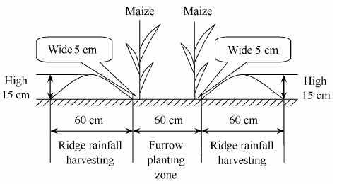 Sketch map of rainwater-harvesting furrow/ridgesystem (RHFRS)