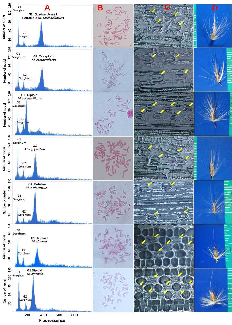 억새 종 및 배수성별 대표 유전자원의 Flow cytometric histogram(A열), 염색체(B열), 기공(C열) 및 영(D열)