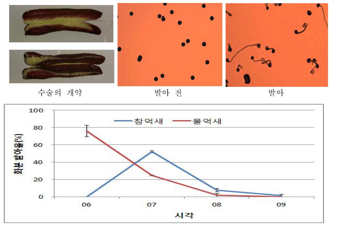 억새 종의 시각별 화분 발아 양상