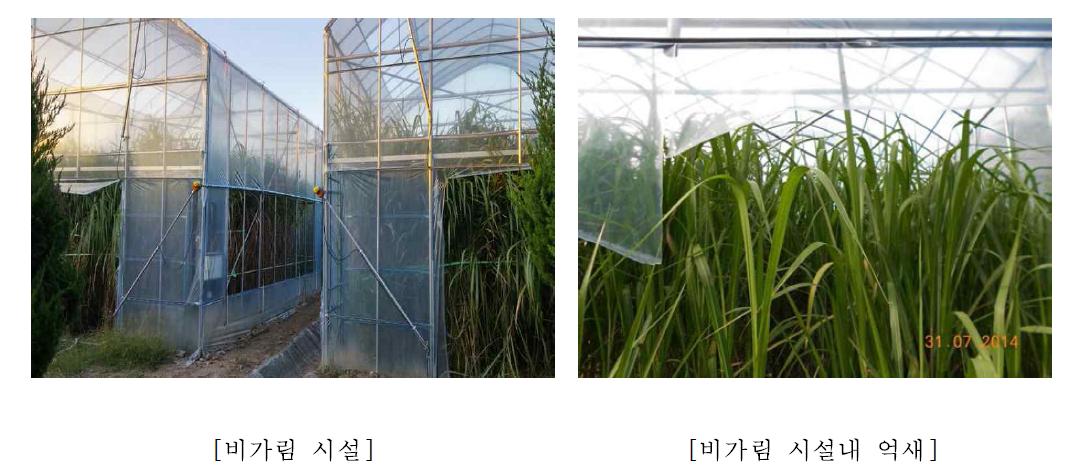 무안 바이오에너지작물연구소 내의 비가림 시설