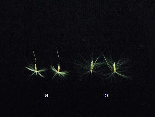 참억새(a) 및 물억새(b) 유전자원의 까락 유무