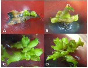 Effect of various explants on PLB induction and shoot formation of domestic line Phalaenopsis (KV600 x 07PN50) 11-16 on 1/2MS medium with 2.0 mg·L-1 TDZ and 50 ml·L-1 coconut water after 60 days of culture