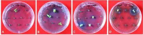 Effect of coconut water on PLB induction and shoot formation of domestic line Phalaenopsis (KV600 x 07PN50) 11-16 on 1/2MS medium with 2.0 mg·L-1 TDZ and 0(A), 50(B), 100(C), 200(D) ml·L-1 coconut water after 60 days of culture