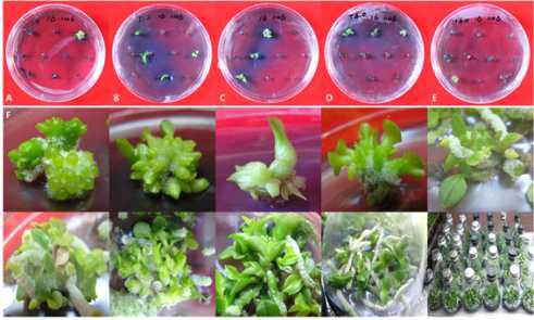 Effect of TDZ concentration on PLB induction (A-E), shoot formation and multiplication (F) of domestic line Phalaenopsis (KV600 x 07PN50) 11-16 for 60 days of culture. A to E showed the rate of survival on 1/2MS with 0, 1.0, 2.0, 4.0 and 6.0 mg·L-1 of TDZ concentration