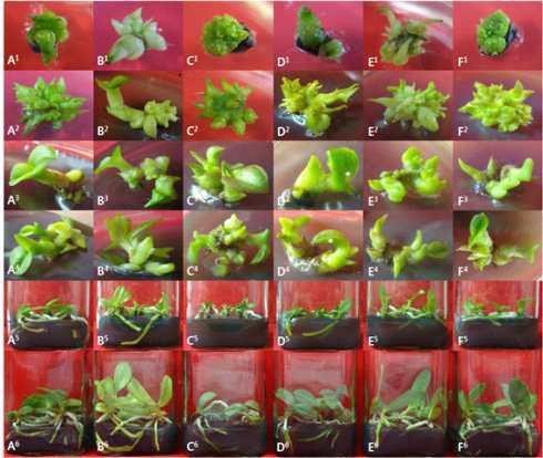 PLB induction, growth and plantlets regeneration from LEDs lightening in stem segment culture on induction and multiplication medium of domestic line Phalaenopsis (KV600 x 07PN50) 11-16 for 60-360 days of culture.