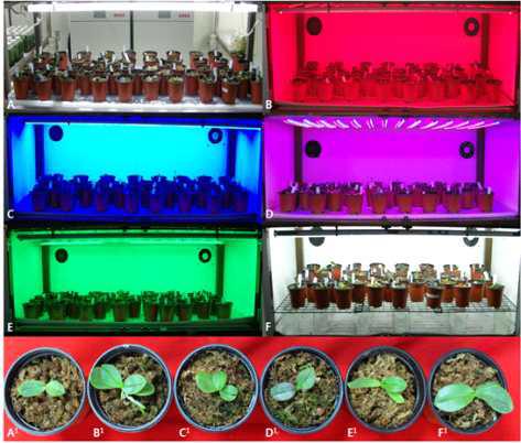 Acclimatization plantlets under different LEDs of domestic line of Phalaenopsis (KV600 x 07PN50) 11-16 after four months of transplanted(A1-F1). Fluorescent lamp(A), red(B), blue(C), red+blue(D), green(E), white(F) light