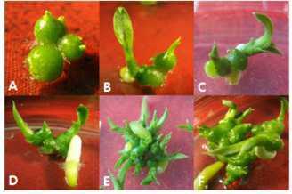 Effect of Hyponex on PLB multiplication and regenerated plantlets in PLB culture of domestic Cymbidium cv. Green Ball after 50 days of culture.