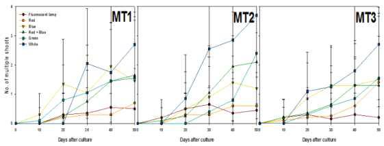 Effects of light qualities and maltose concentration on multishoots differentiation from PLB of Cymbidium cv. Green Ball for 50 days of culture.