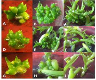 Effect of activated charcoal on PLB multiplication and regenerated plantlets in PLB culture of domestic Cymbidium cv. Green Ball after 50 days of culture.