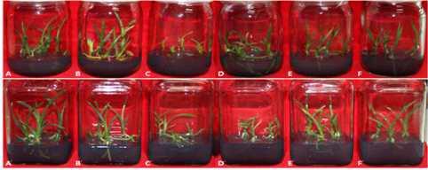 Effect of LED on growth of developmental stage of in vitro plantlets of Cymbidium cv. Green Ball on Hyponex medium with 0.27 g·L-1 after 120 days of culture.