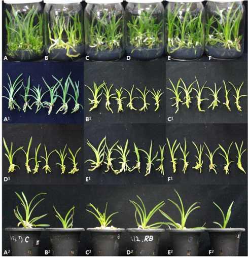 Effect of LEDs on PLB multiplication and plant regeneration in PLB culture of domestic Cymbidium cv. Green Ball on H2 medium with 2% sucrose + 0.27 g·L-1 activated charcoal after 210 days of culture.