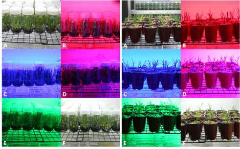 Growth and acclimatization plantlets under different LEDs of domestic Cymbidium cv. Green Ball after 210 day of culture.