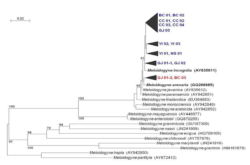 뿌리혹선충 mitochondrial COⅡ-16S rRNA 부위 유전자 염기서열의 분자계통학적 위치.