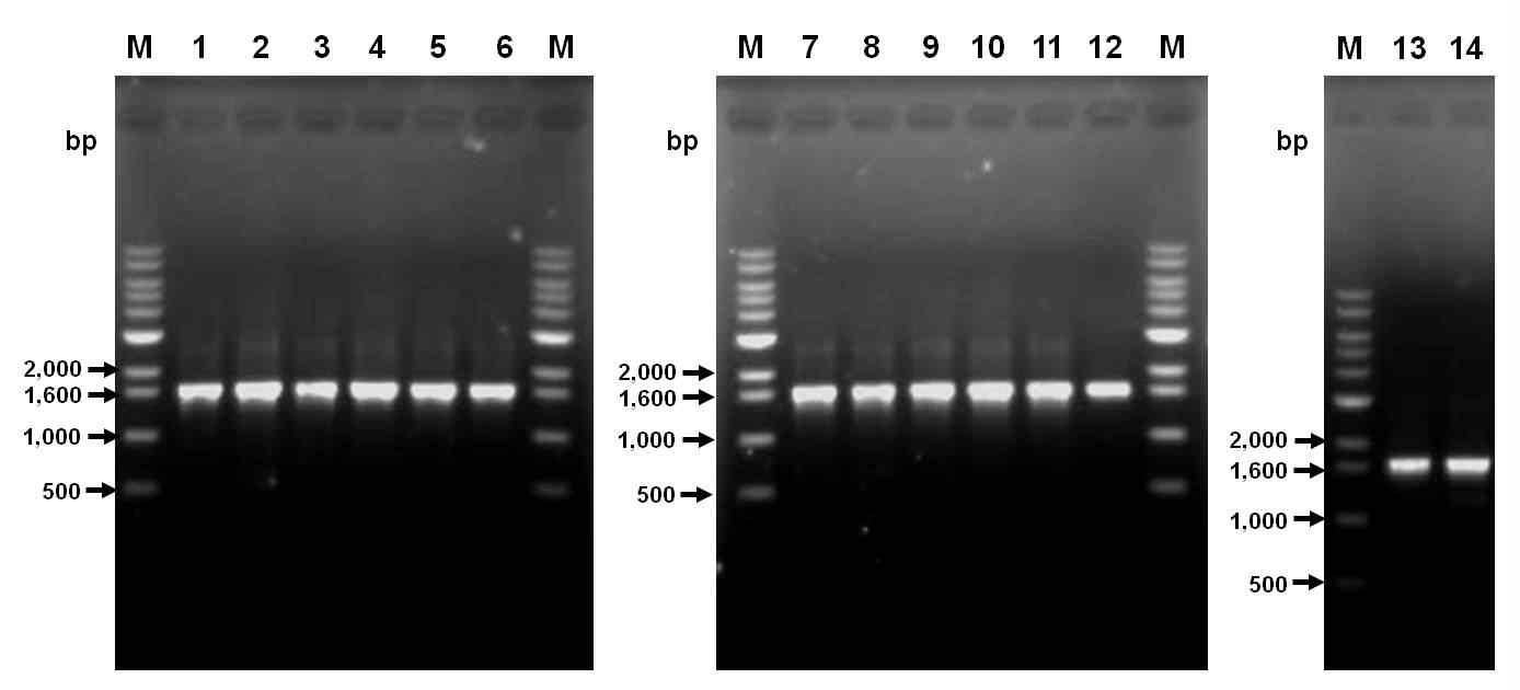뿌리혹선충의 mitochondrial COⅡ-16S rRNA 부위 유전자 PCR.