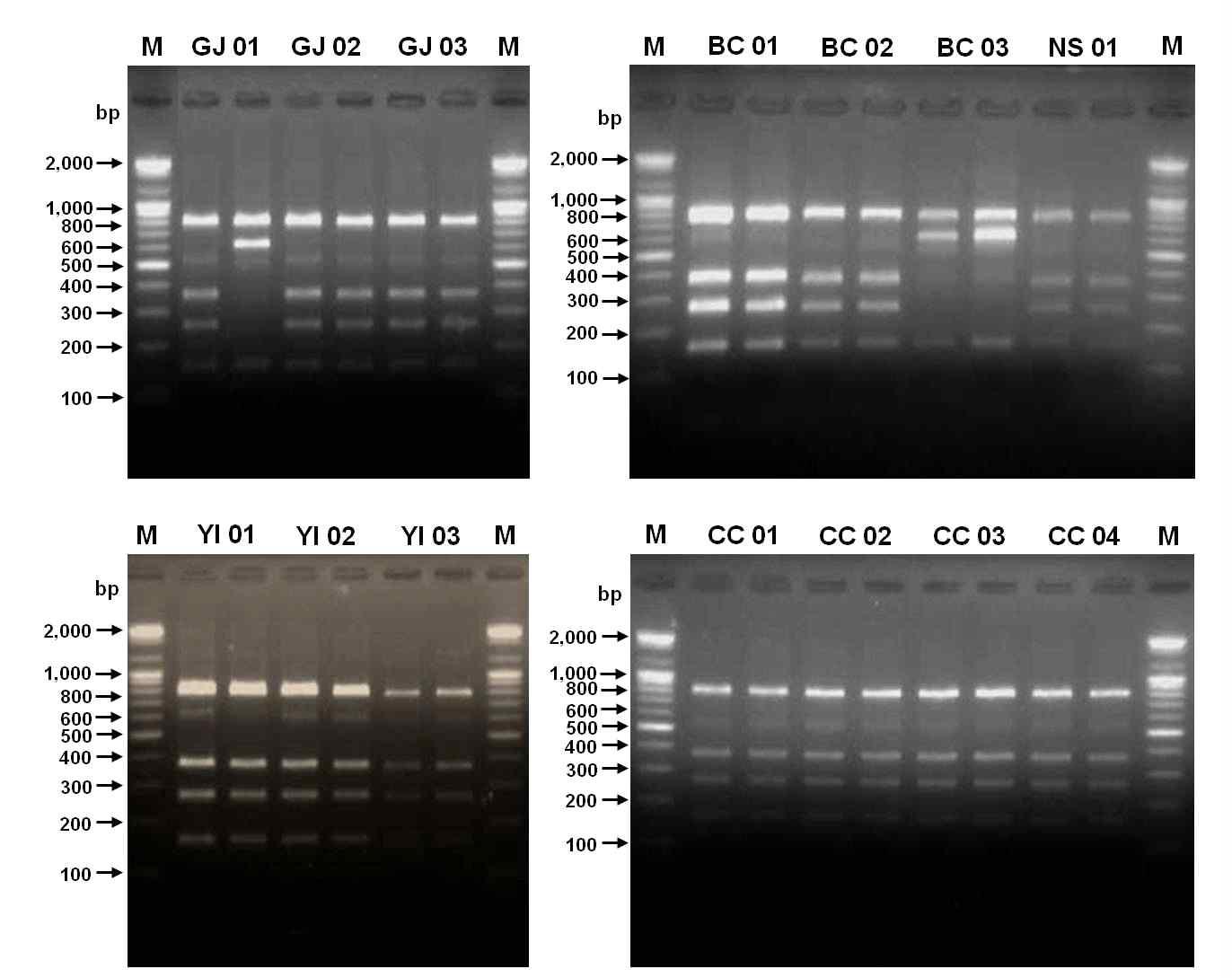 뿌리혹선충의 mitochondrial COⅡ-16S rRNA 유전자를 이용한 PCR-RFLP 밴드 양상