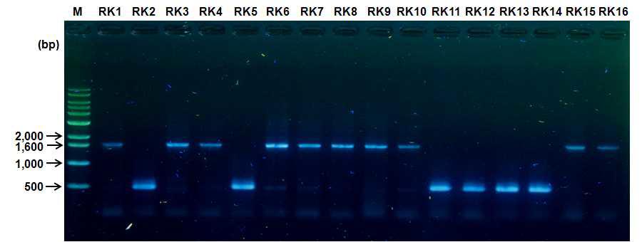 뿌리혹선충의 mitochondrial COⅡ-16S rRNA 부위 유전자 PCR.