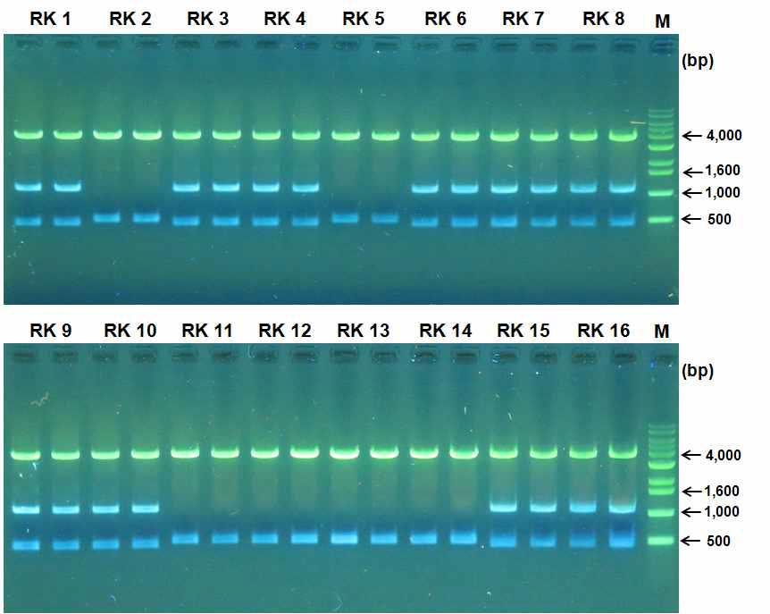 뿌리혹선충의 mitochondrial COⅡ-16S rRNA 부위 유전자 cloning.