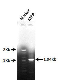 밀양 고추 뿌리혹선충 28S rDNA PCR 결과