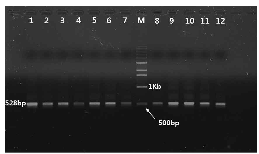 밀양 딸기 뿌리혹선충 COⅡ/lrRNA PCR 결과