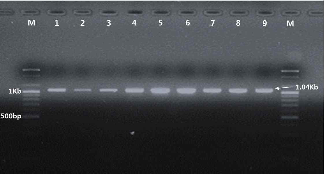 진주지역 딸기 시설재배지 뿌리혹선충의 28S PCR 결과