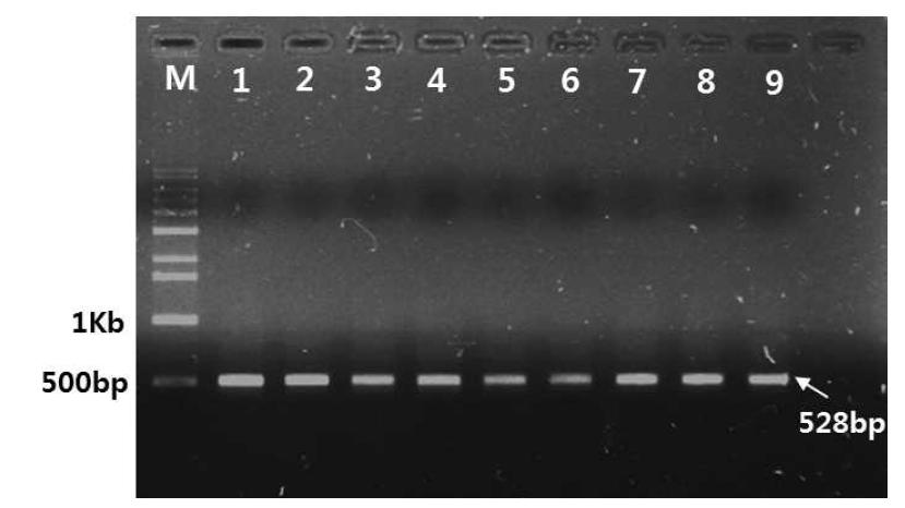산청 딸기 뿌리혹선충 COⅡ/lrRNA PCR 결과