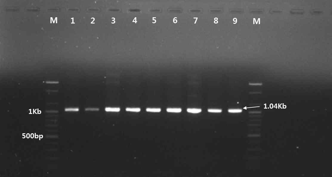 산청지역 딸기 시설재배지 뿌리혹선충의 28S PCR 결과