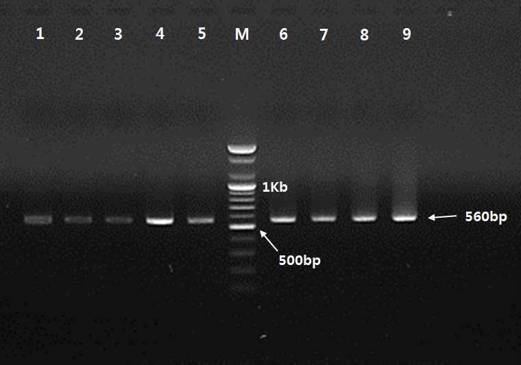 산청 지역 딸기 시설재배지 뿌리혹선충의 ITS PCR 결과