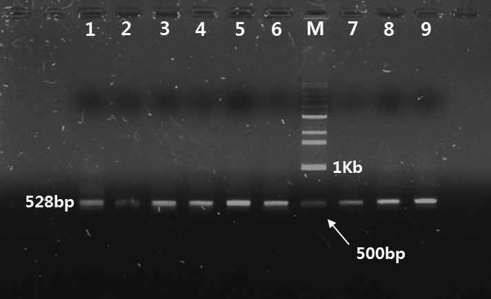고령 딸기 뿌리혹선충 COⅡ/lrRNA PCR 결과