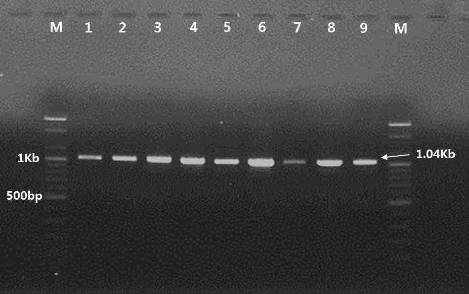 고령지역 딸기 시설재배지 뿌리혹선충의 28S PCR 결과