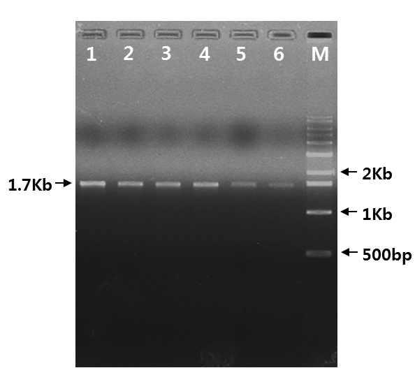 안동 참외 뿌리혹선충 COⅡ/lrRNA PCR 결과