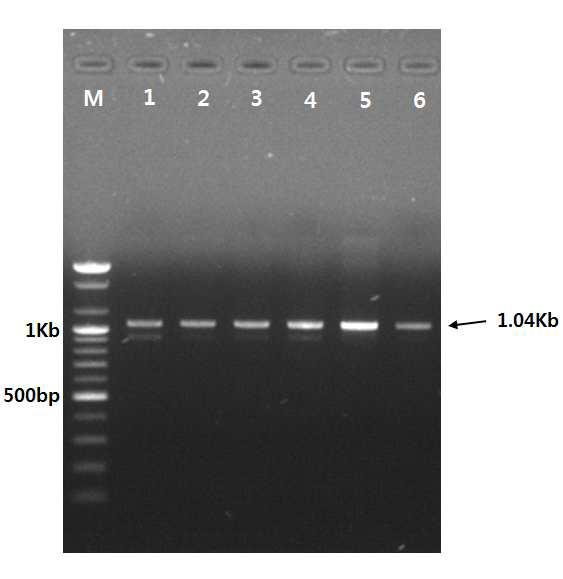 안동지역 참외 시설재배지 뿌리혹선충의 28S PCR 결과