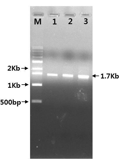 김천 참외 뿌리혹선충 COⅡ/lrRNA PCR 결과
