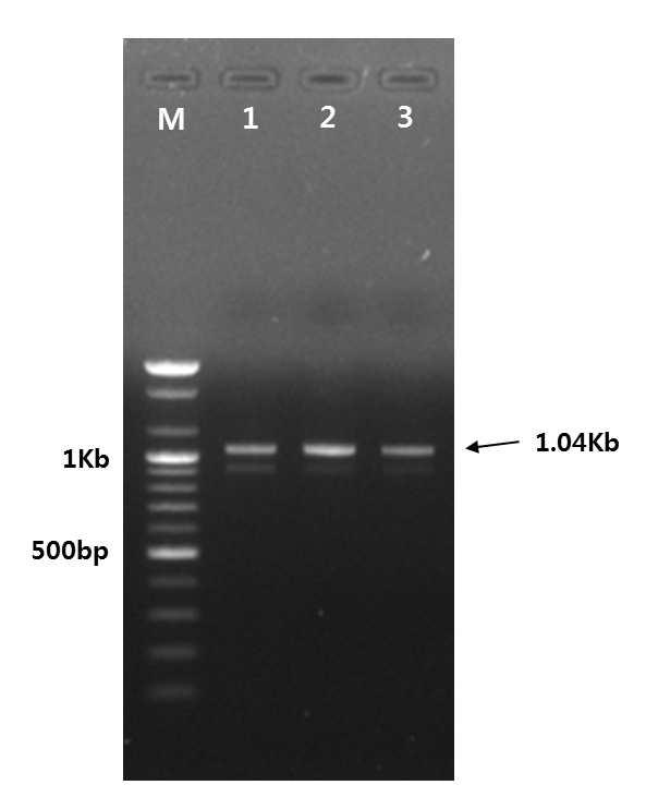 김천지역 참외 시설재배지 뿌리혹선충의 28S PCR 결과