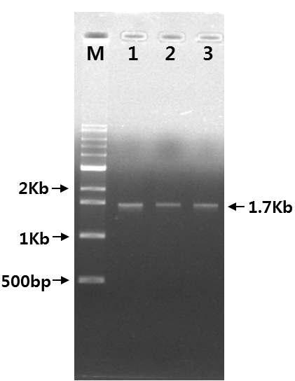 성주 참외 뿌리혹선충 COⅡ/lrRNA PCR 결과