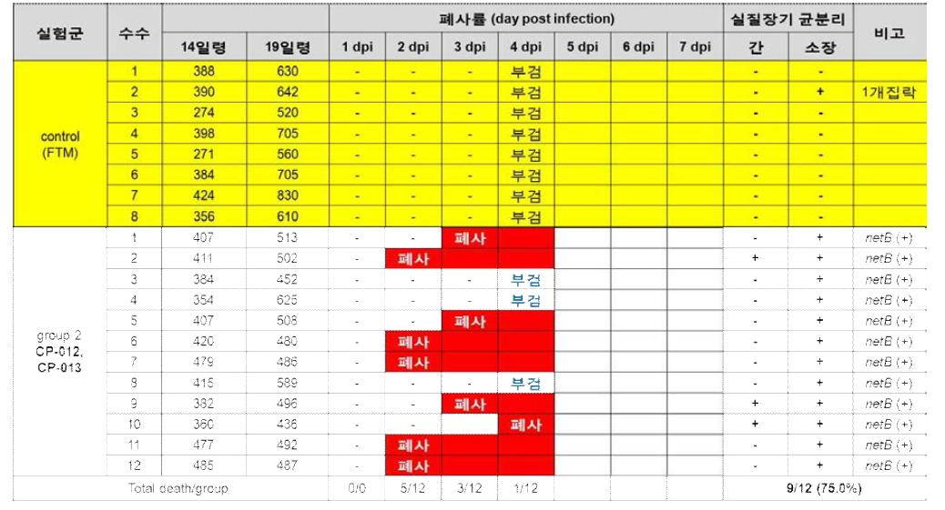 그룹 2(혼합접종, CP12 & CP13)에서 증체율, 폐사율 및 균주 재분리 결과