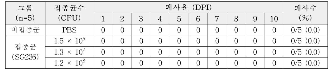 2주령 닭병아리에서 SG236 접종에 따른 폐사율