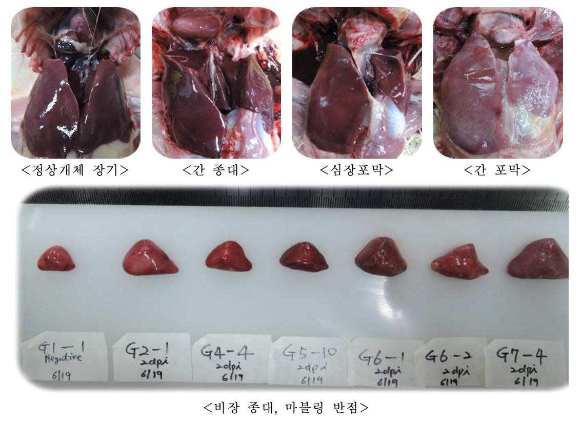 오리 리메렐라 감염증 유발모델에서 실질장기 육안병변