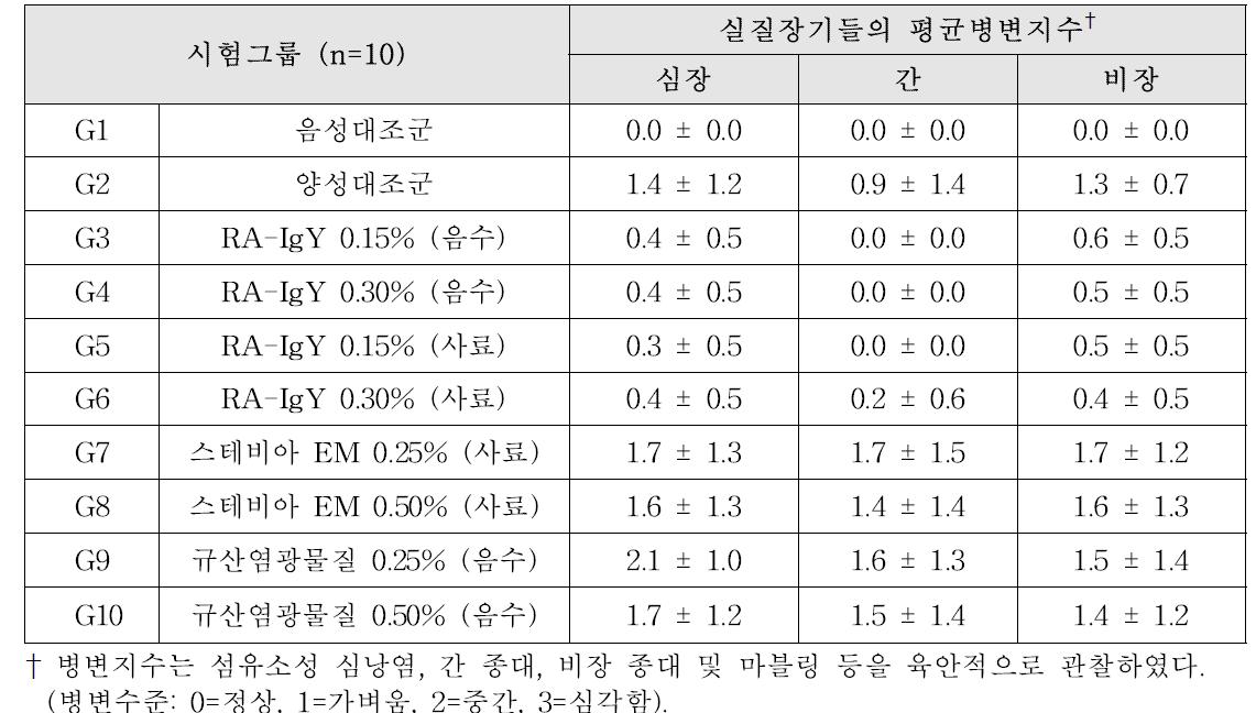 오리 리메렐라 감염증 유발모델 대상 시험군들의 실질장기 육안병변지수