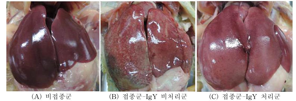 가금티푸스 유발모델 대상 실험군의 간 육안 병변